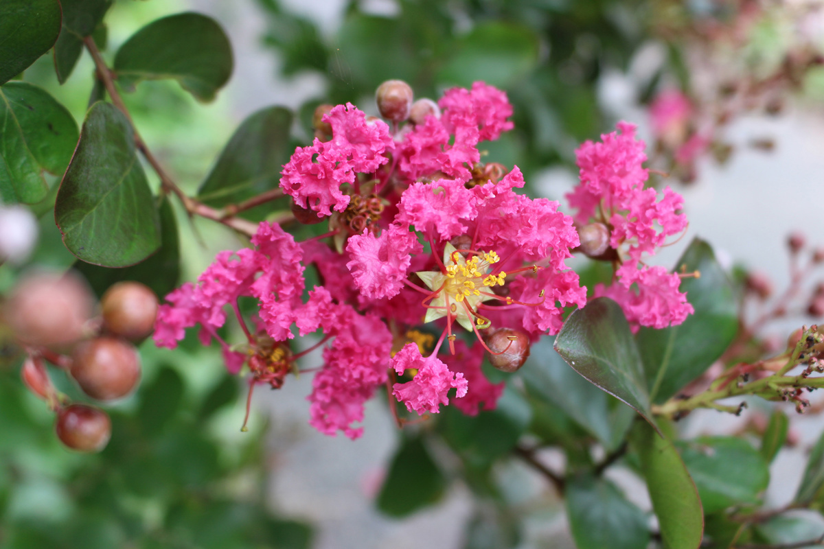 Lagerstroemia indica (01).jpg